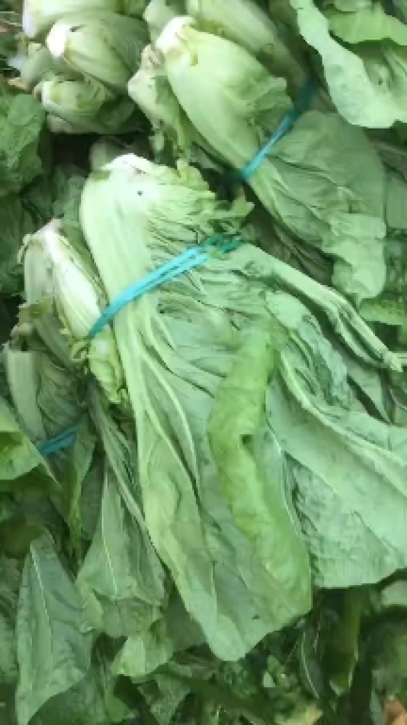 介菜，青菜，泡青菜基地直供，量大，欢迎订购。