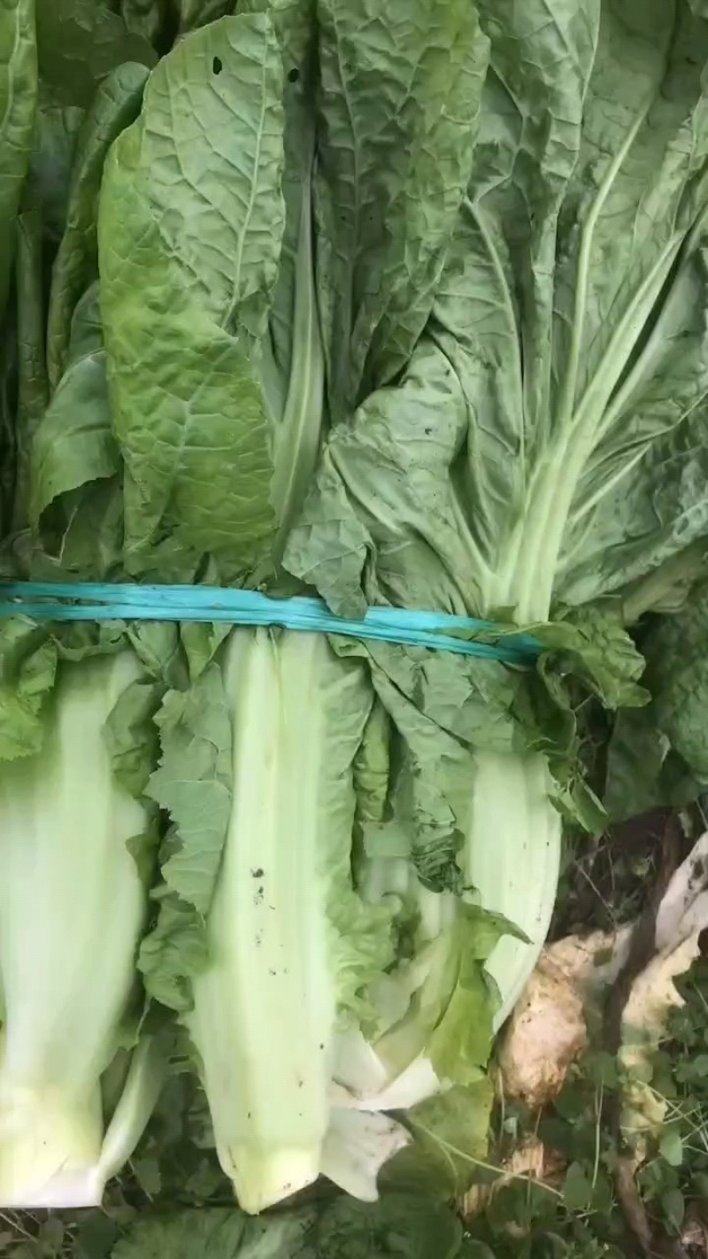 介菜，青菜，泡青菜基地直供，量大，欢迎订购。