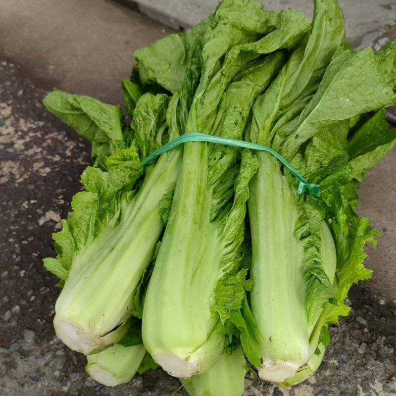介菜，青菜，泡青菜基地直供，量大，欢迎订购。