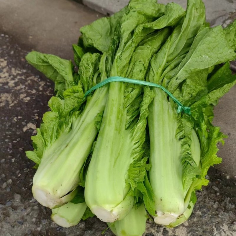 介菜，青菜，泡青菜基地直供，量大，欢迎订购。