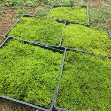半露天人工驯化大灰藓方块大灰35×35厘米种植基地直销