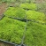 半露天人工驯化大灰藓方块大灰35×35厘米种植基地直销
