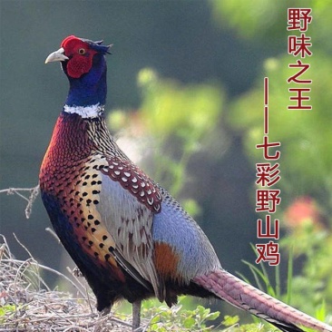 七彩山鸡，养殖户直供，批发
