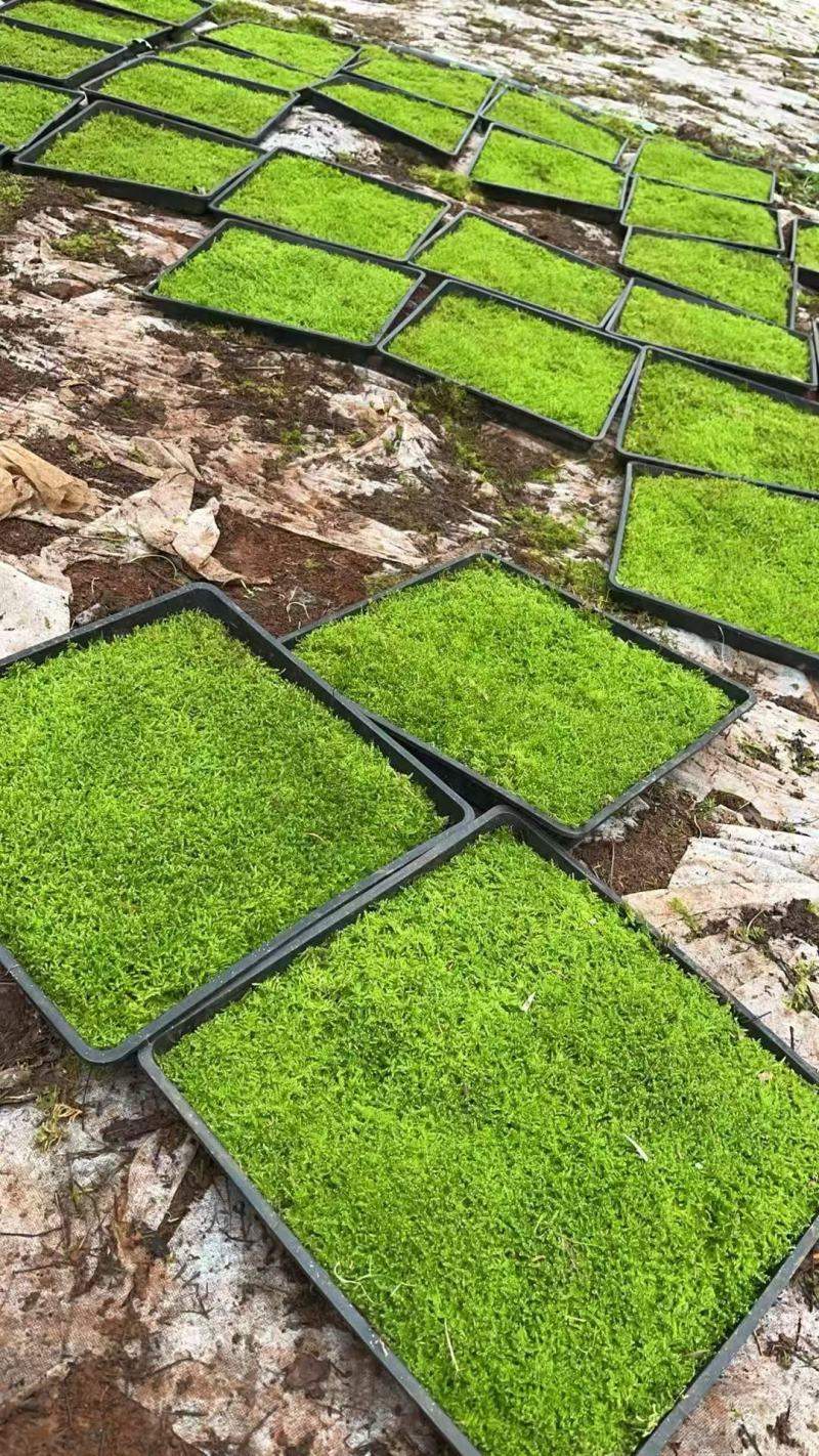 半露天人工驯化大灰藓方块大灰35×35厘米种植基地直销