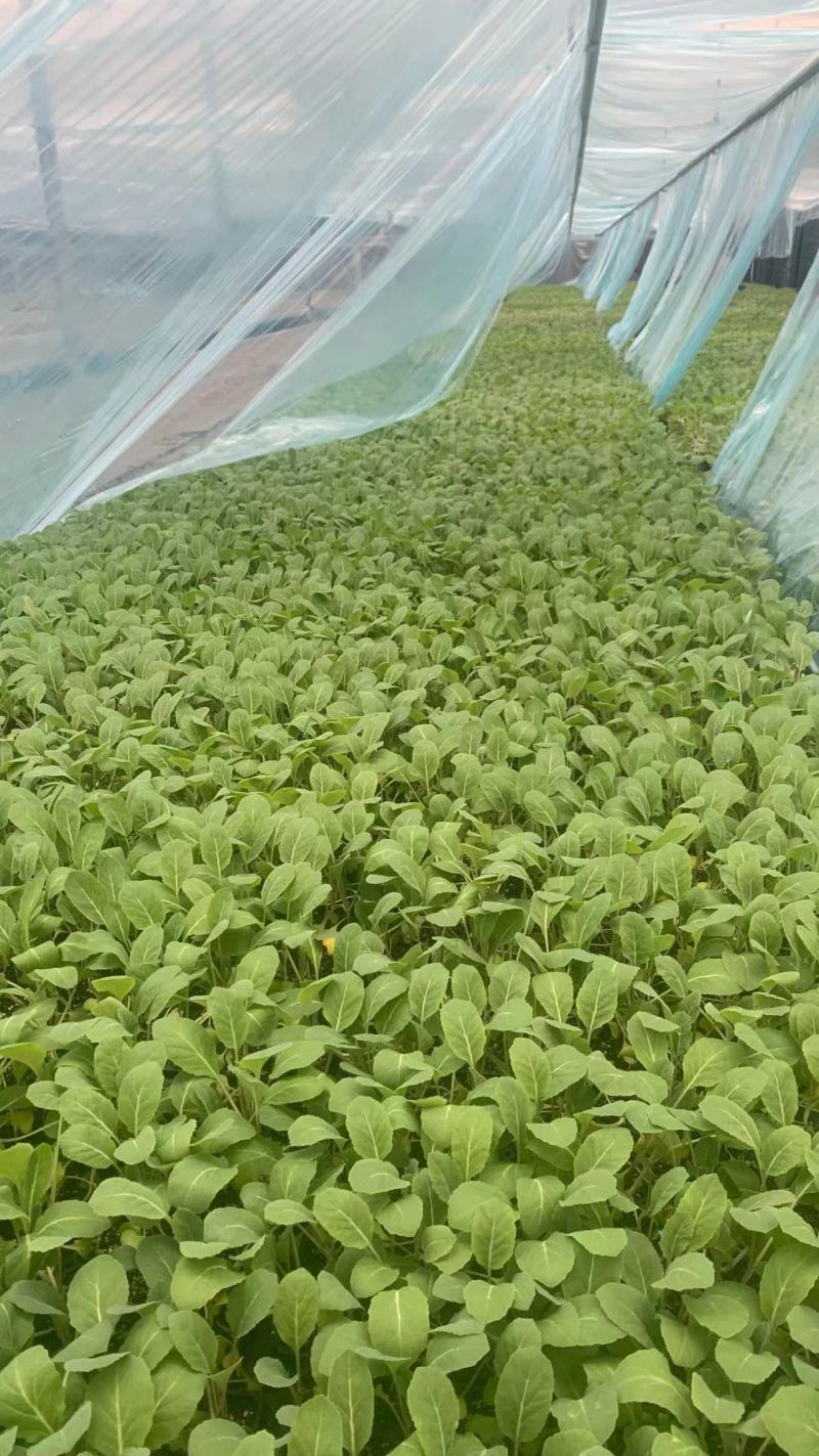 有机花菜苗！