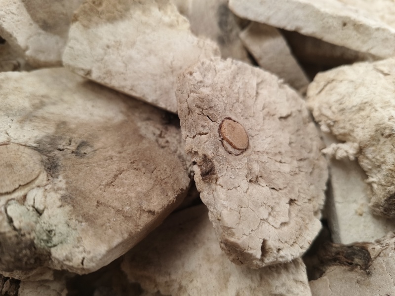 茯神精品茯神新茯神干净无杂大货批发零售假一赔十