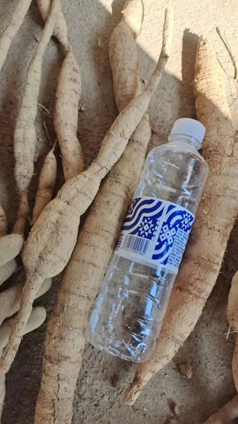 新鲜野生牛大力刚下山，品质有保证，全国发货