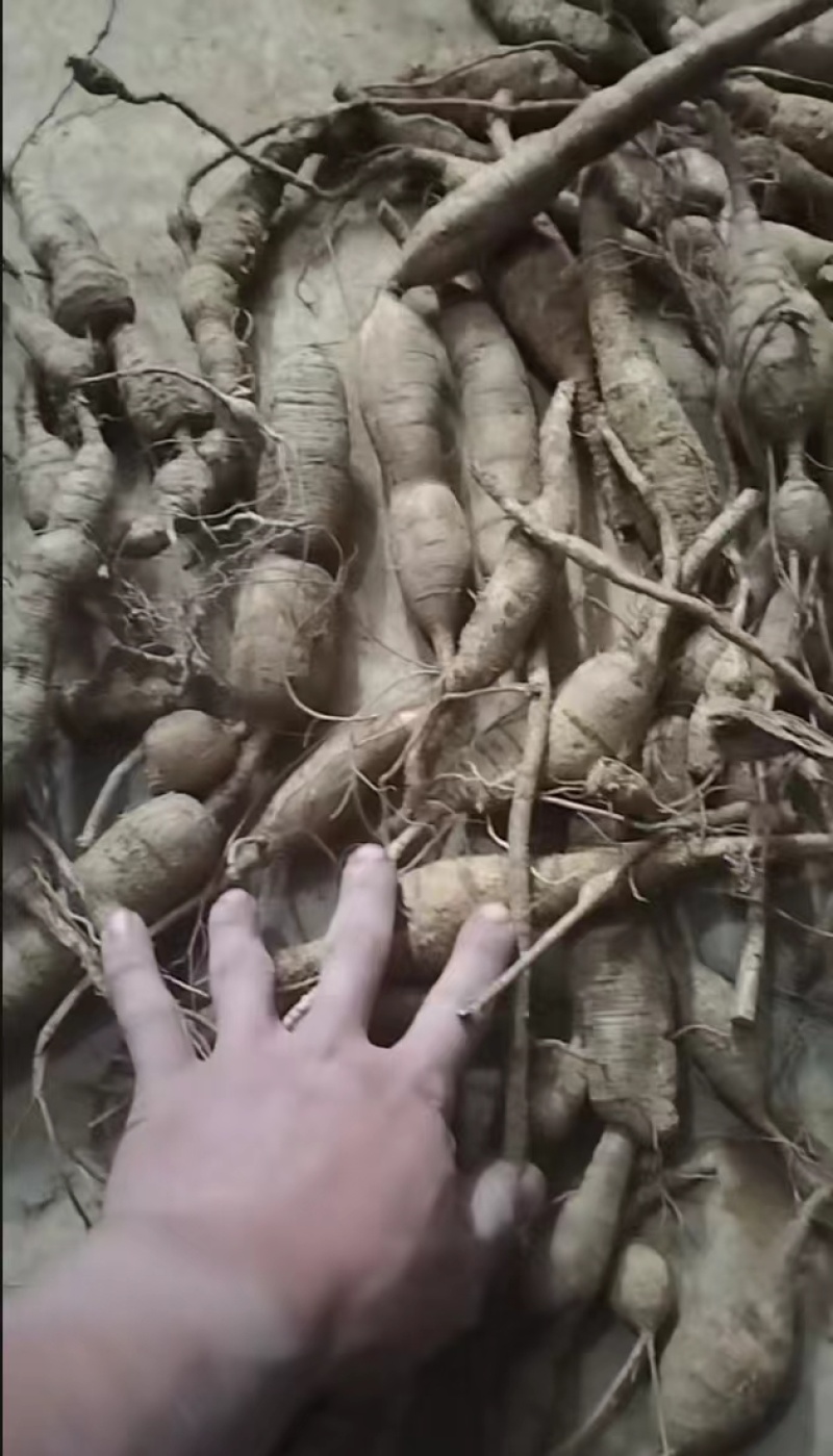 新鲜野生牛大力刚下山，品质有保证，全国发货