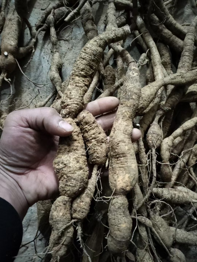 新鲜野生牛大力刚下山，品质有保证，全国发货