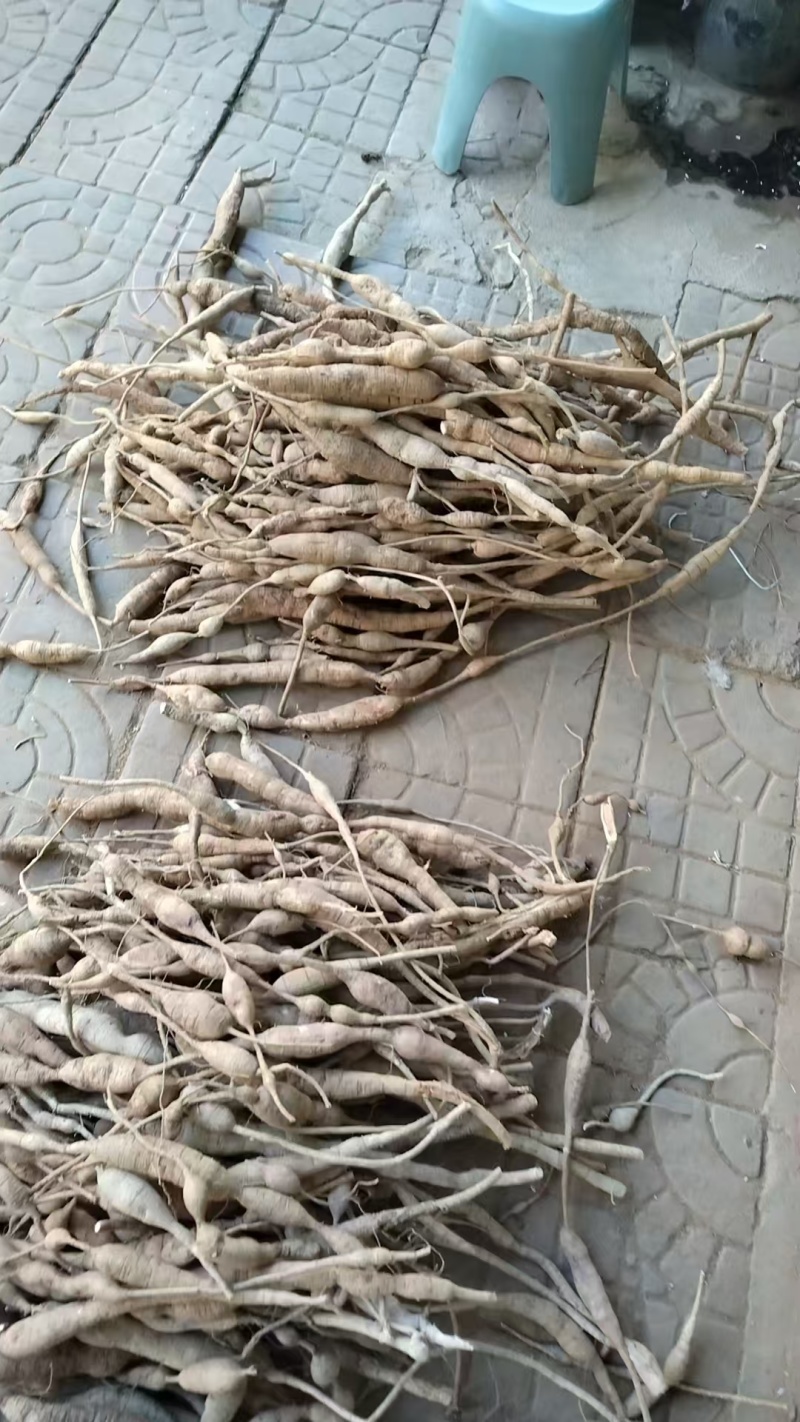 新鲜野生牛大力刚下山，品质有保证，全国发货