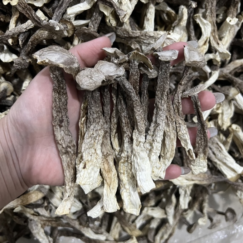 原产地鹿茸菇实力工厂鹿茸菇脆脆菇一件代发支持oem