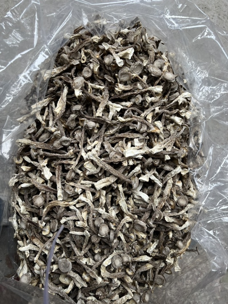 原产地鹿茸菇实力工厂鹿茸菇脆脆菇一件代发支持oem