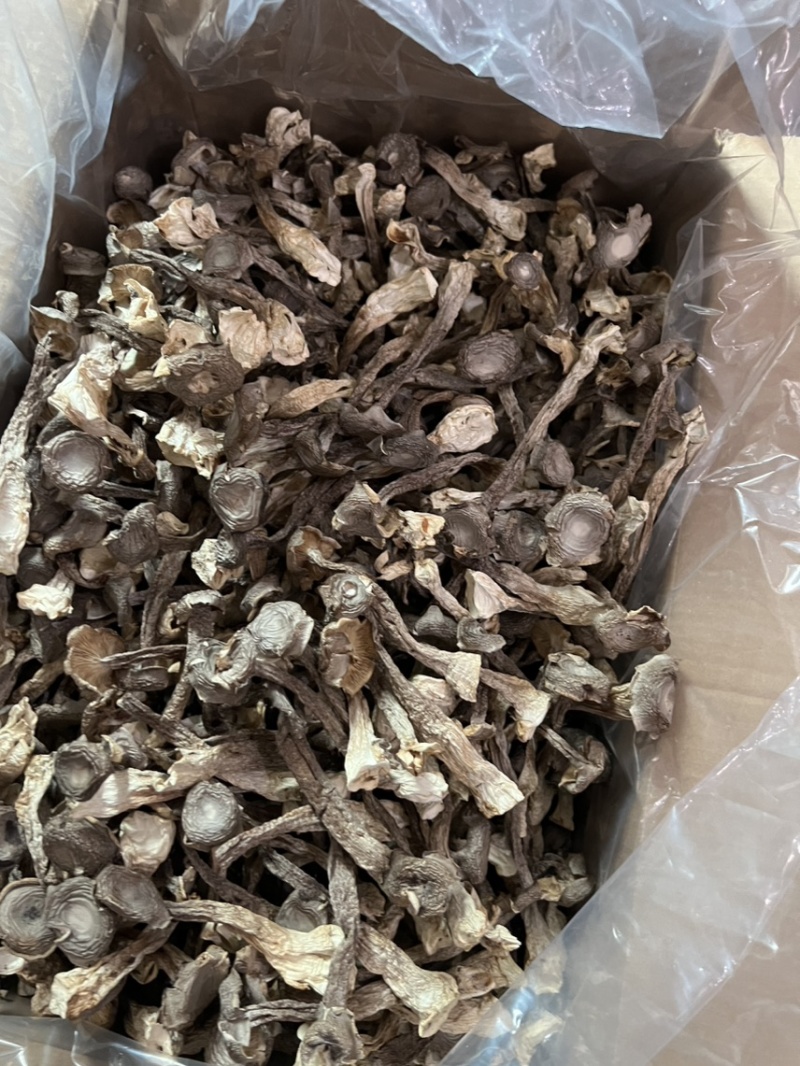 原产地鹿茸菇实力工厂鹿茸菇脆脆菇一件代发支持oem