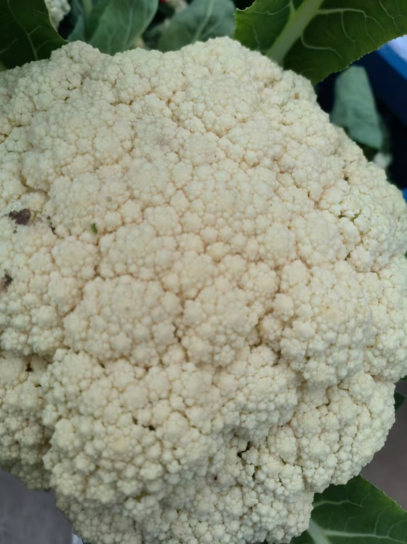 《实力推荐》精品菜花/河南花菜/白面青梗花菜/货源充足