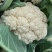 《实力推荐》精品菜花/河南花菜/白面青梗花菜/货源充足