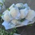 《实力推荐》精品菜花/河南花菜/白面青梗花菜/货源充足
