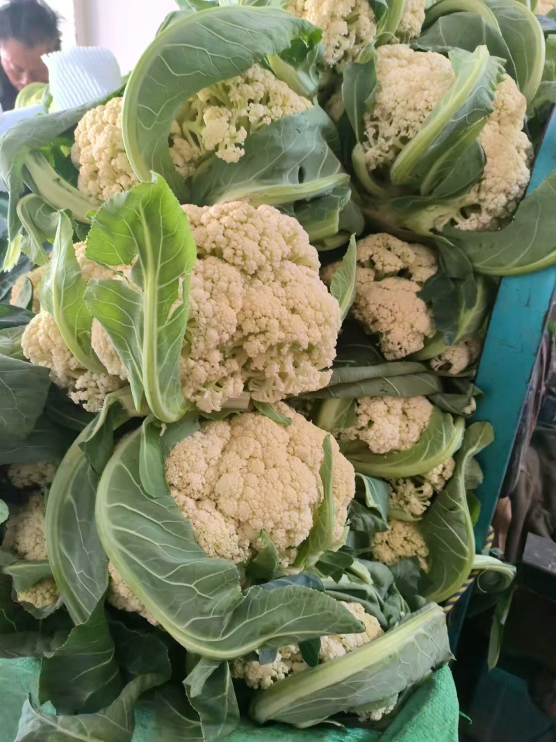 《实力推荐》精品菜花/河南花菜/白面青梗花菜/货源充足