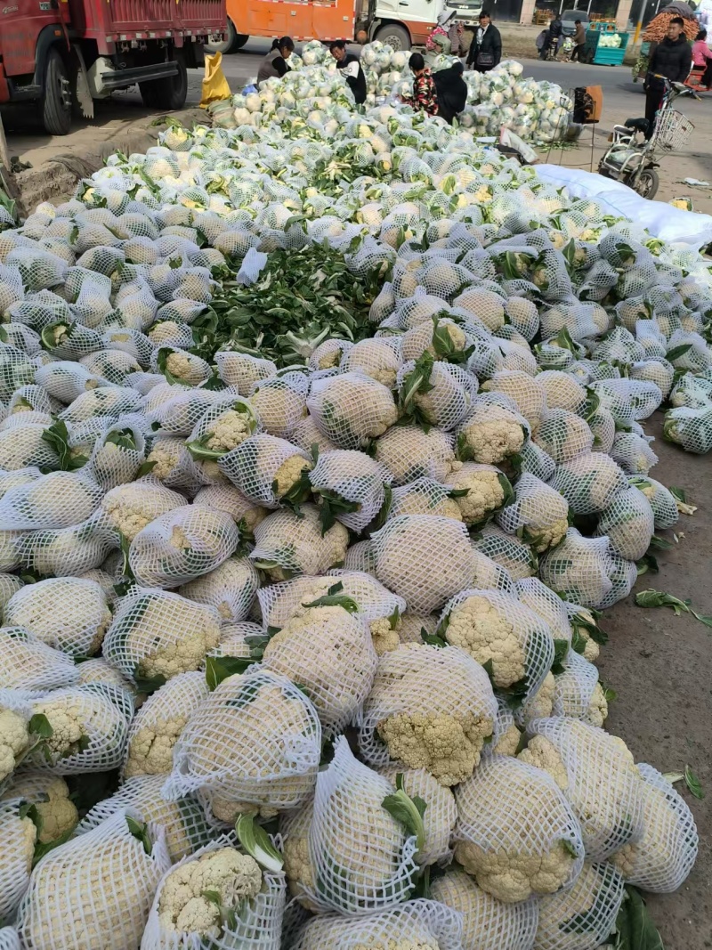 《实力推荐》精品菜花/河南花菜/白面青梗花菜/货源充足