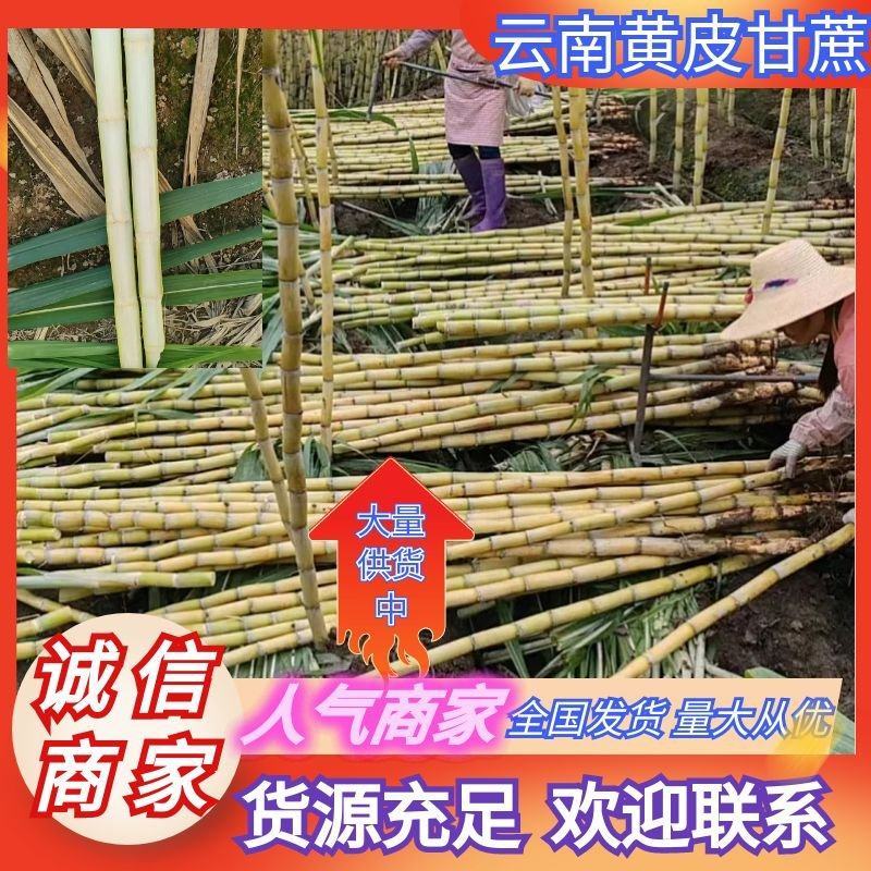 推荐黄皮甘蔗黄金甘蔗量大从优供全国商超欢迎联系1