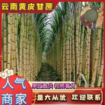 云南黄皮甘蔗新鲜现挖品质保证大量现货持续供应欢迎