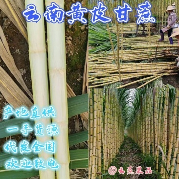 云南黄金甘蔗，黄皮甘蔗产地一手货源，大量现货持续供应中1