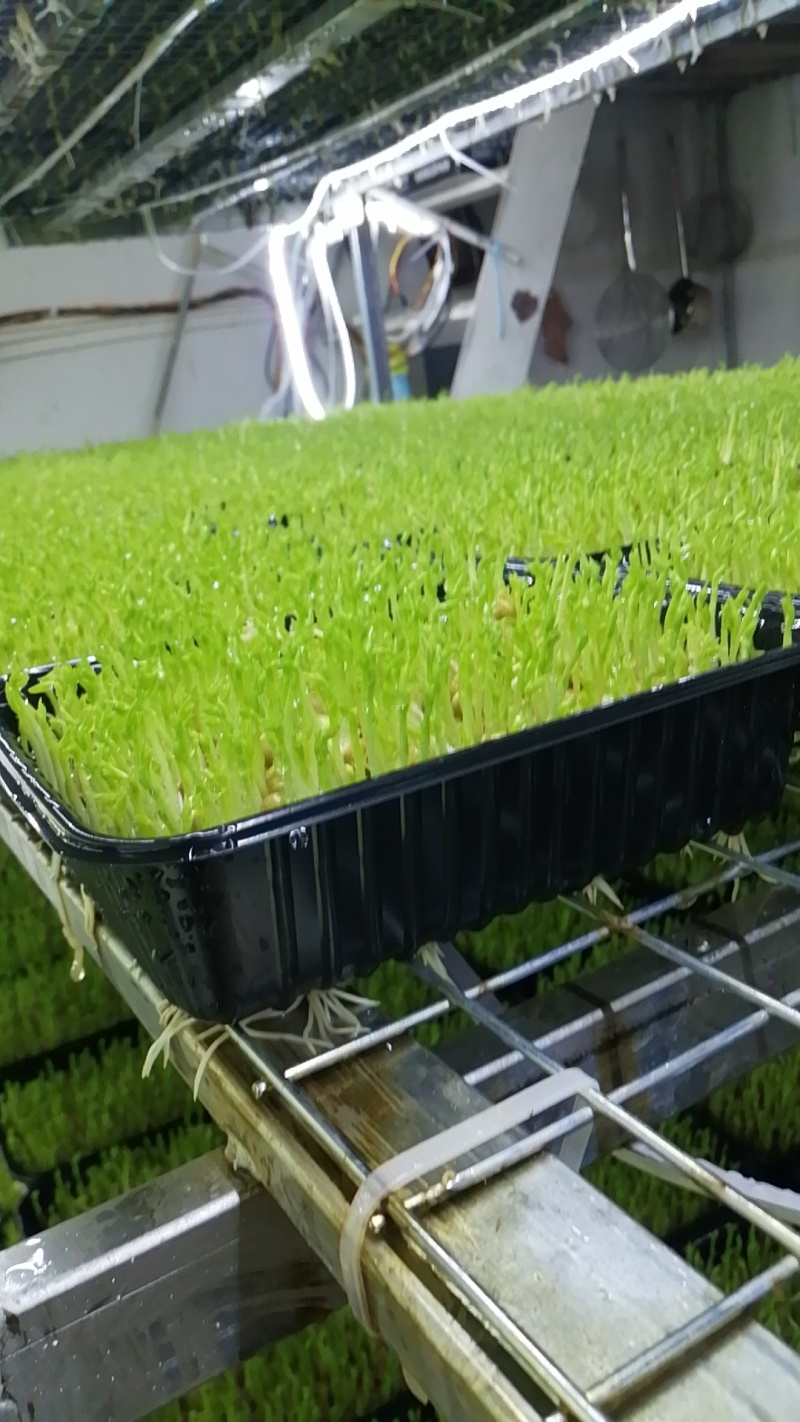 豌豆苗