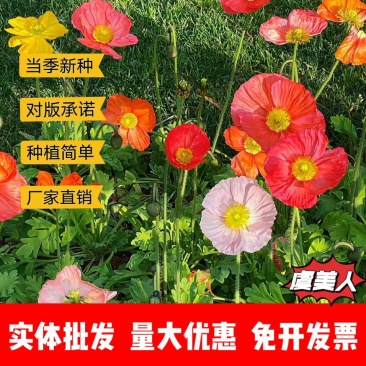 虞美人厂家货源批发价格全国发货价格便宜欢迎下单咨询