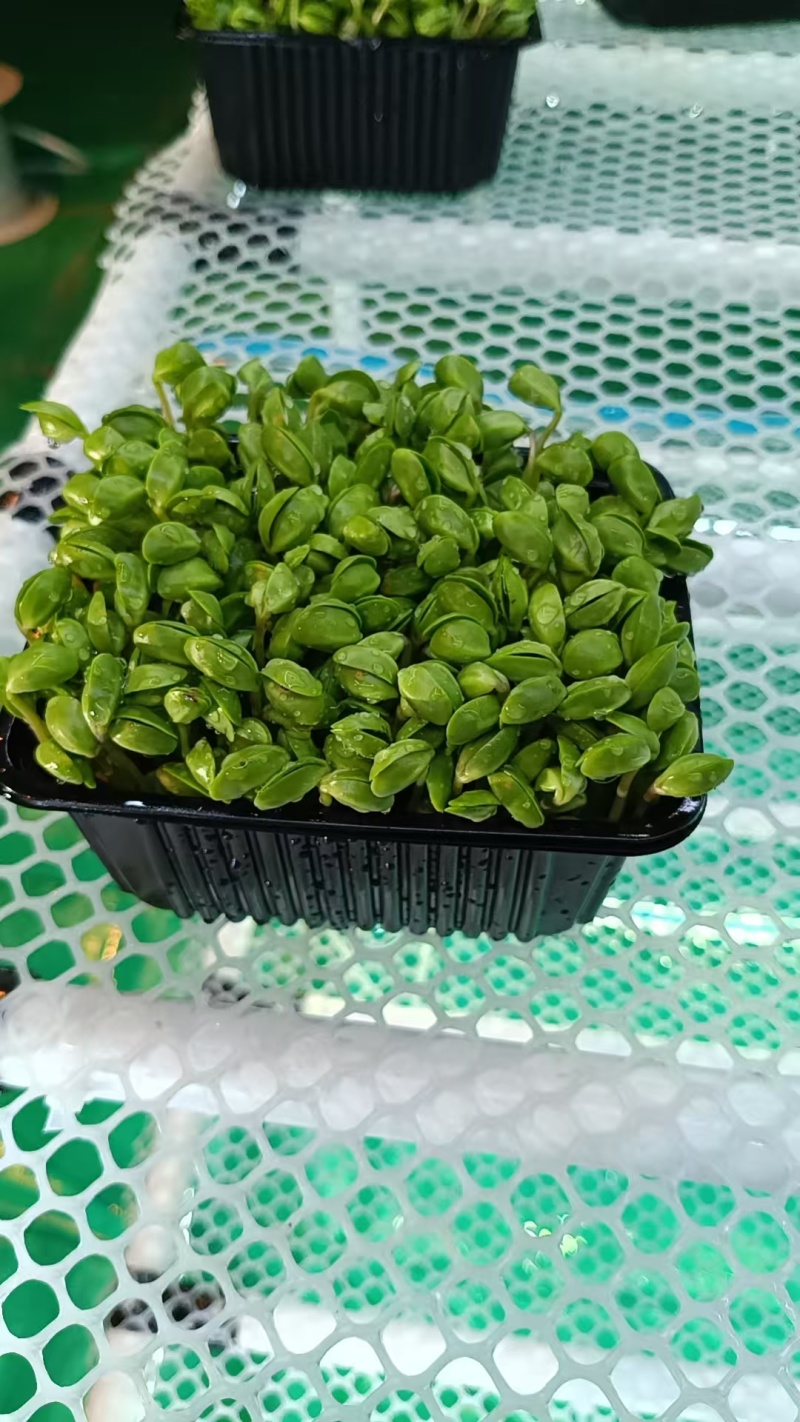 黑豆苗