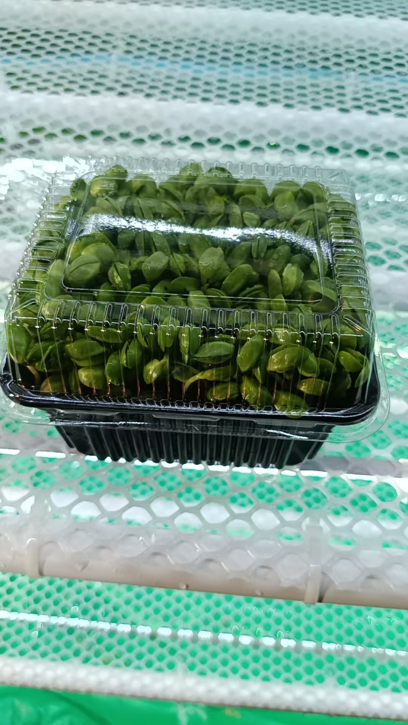 黑豆苗