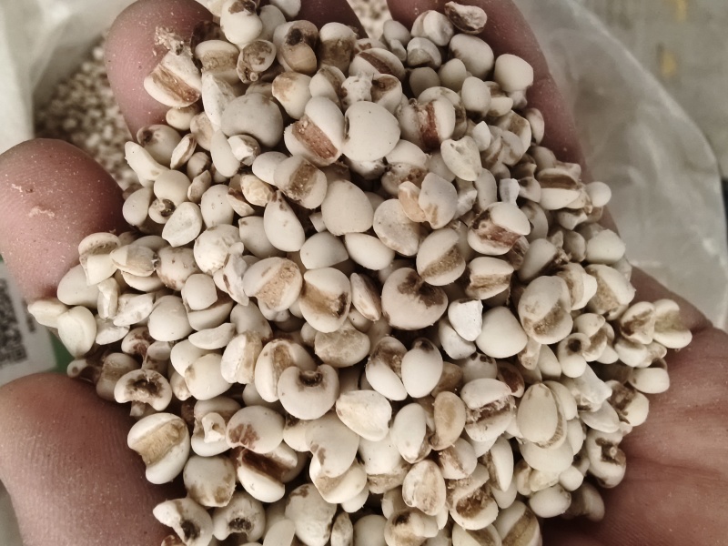 薏米仁新货薏米薏苡仁无任何添加干净色泽正贵州薏米仁