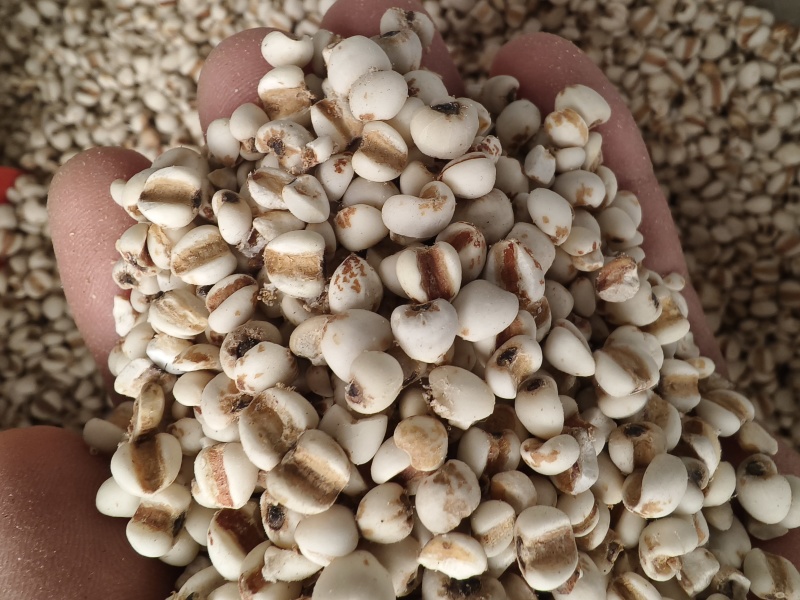 薏米仁新货薏米薏苡仁无任何添加干净色泽正贵州薏米仁