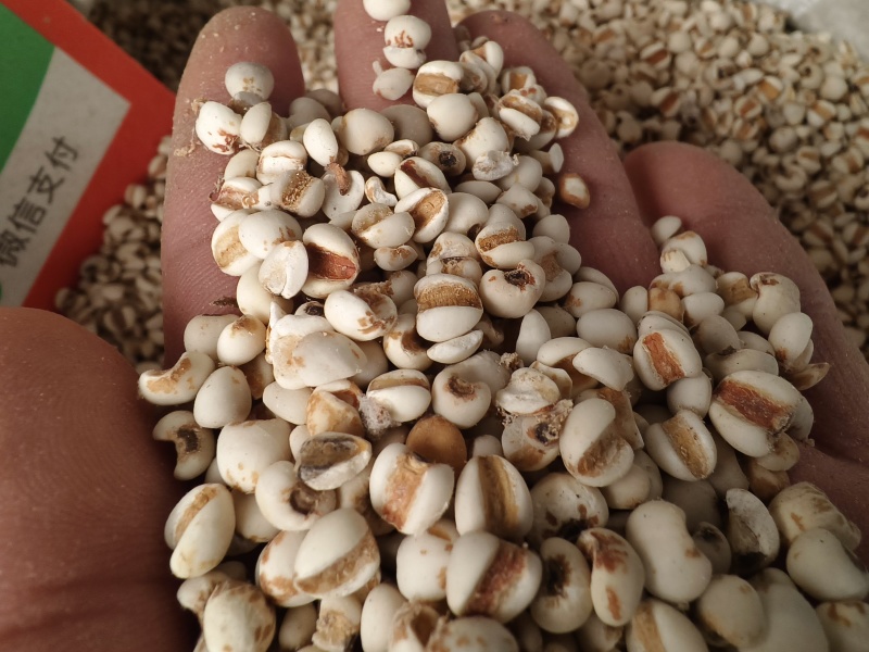 薏米仁新货薏米薏苡仁无任何添加干净色泽正贵州薏米仁