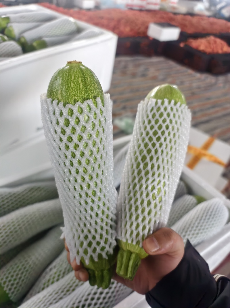 西葫芦元谋县西葫芦大量现货供应