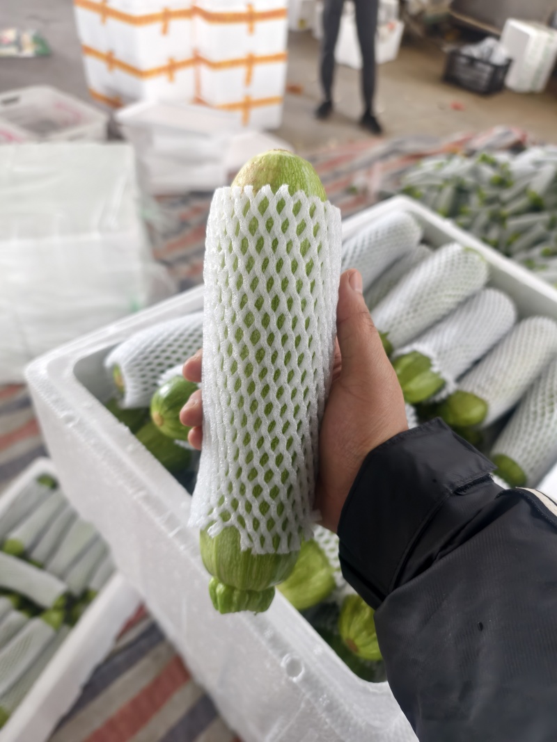西葫芦元谋县西葫芦大量现货供应