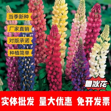 鲁冰花厂家货源批发价格全国发货价格便宜欢迎下单咨询