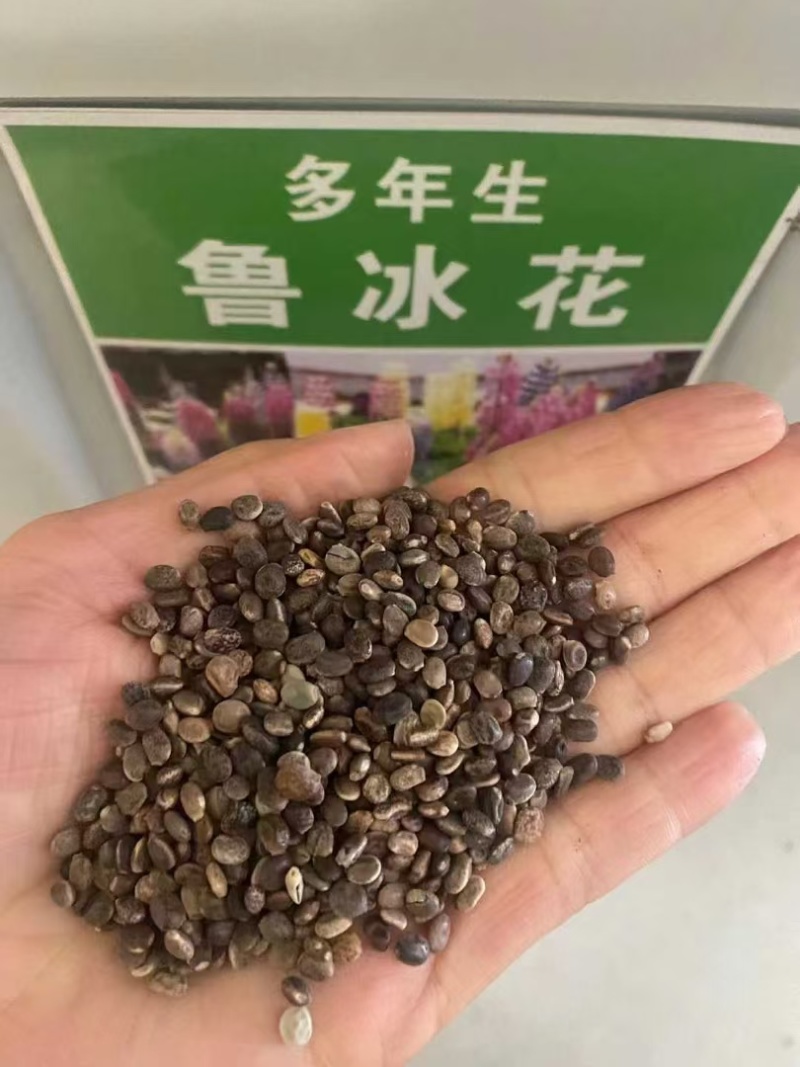 鲁冰花厂家货源批发价格全国发货价格便宜欢迎下单咨询