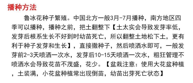 鲁冰花厂家货源批发价格全国发货价格便宜欢迎下单咨询