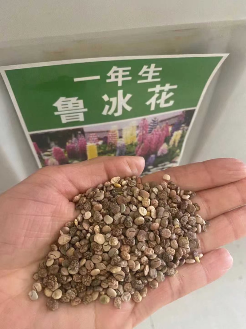 鲁冰花厂家货源批发价格全国发货价格便宜欢迎下单咨询