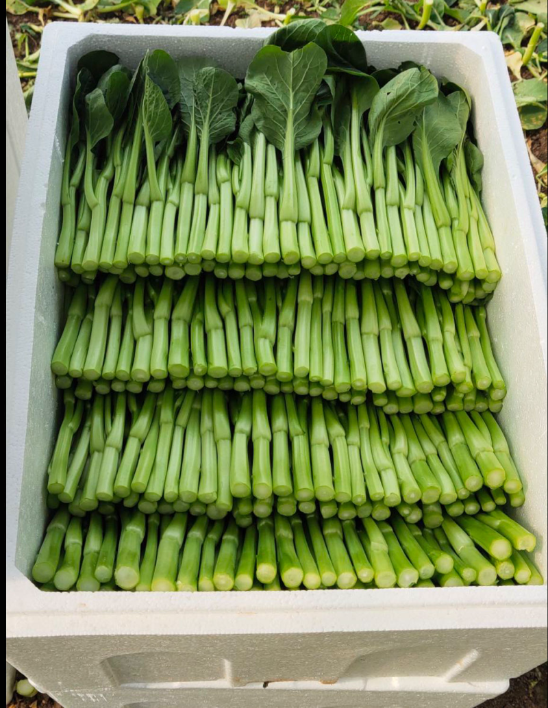 新鲜菜苔甜菜心，健康，营养丰富，口感鲜美，适合炒菜和清蒸