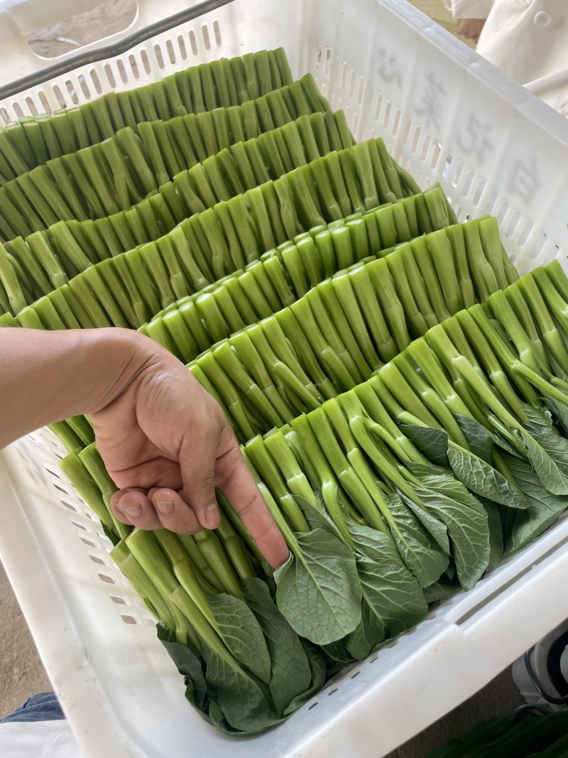 新鲜菜苔甜菜心，健康，营养丰富，口感鲜美，适合炒菜和清蒸