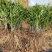杨梅苗杨梅实生苗杨梅芽苗杨梅小苗籽播杨梅树苗
