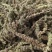 荆芥新货荆芥全颗无硫荆芥穗大货批发零售假一赔十