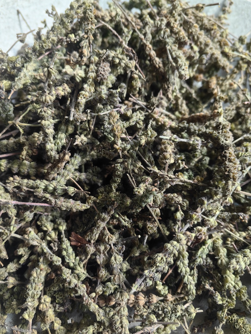 荆芥穗颜色青味道大干净无籽产地直销一手货源