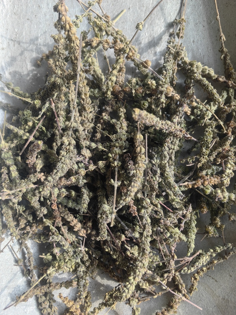 荆芥穗颜色青味道大干净无籽产地直销一手货源