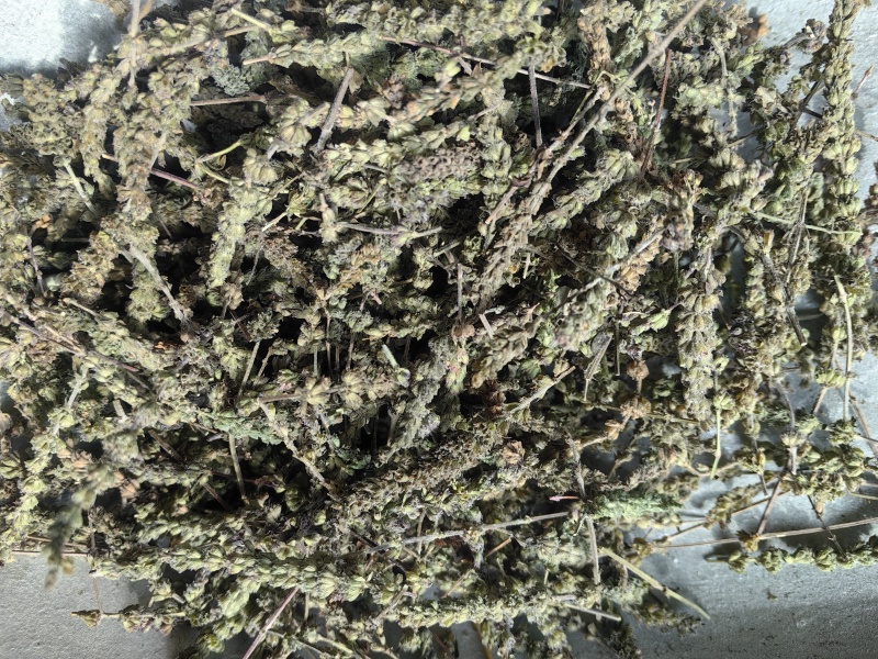 荆芥穗颜色青味道大干净无籽产地直销一手货源