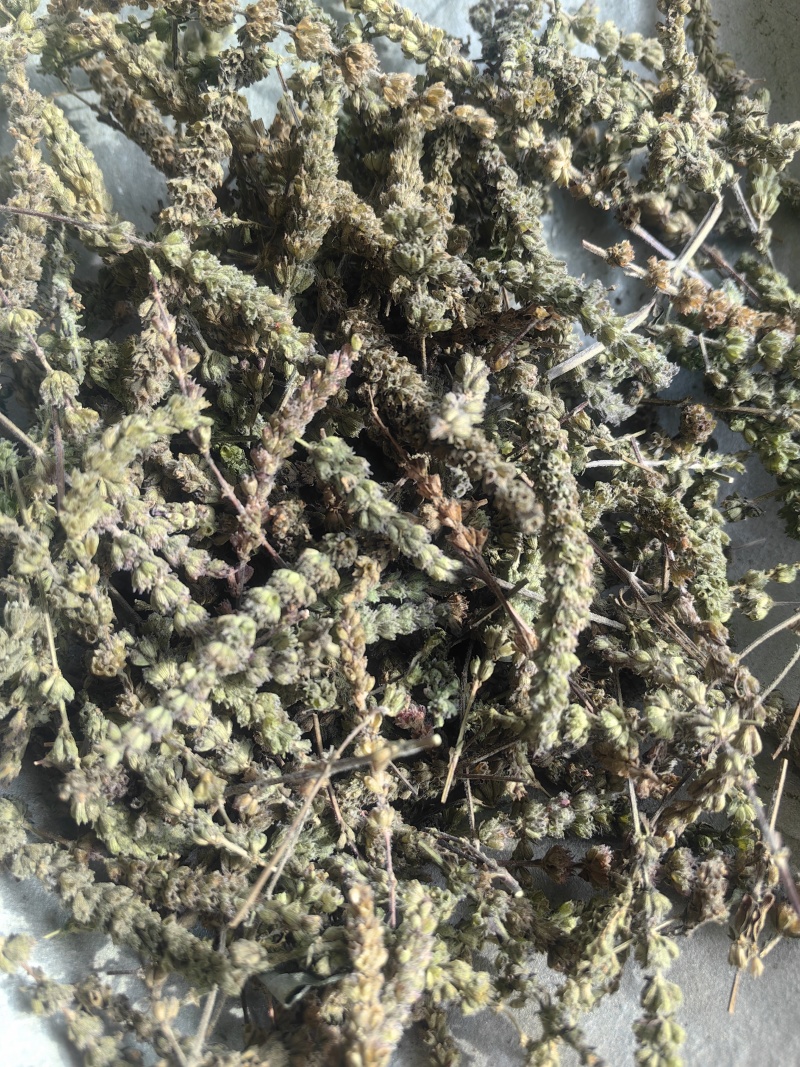 荆芥穗颜色青味道大干净无籽产地直销一手货源
