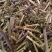 荆芥新货荆芥全颗无硫荆芥穗大货批发零售假一赔十