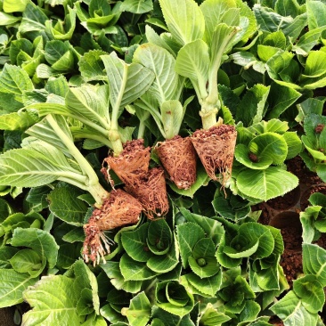 绣球花苗室内阳台盆栽