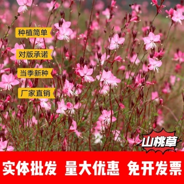 山桃草厂家货源批发价格全国发货价格便宜欢迎下单咨询