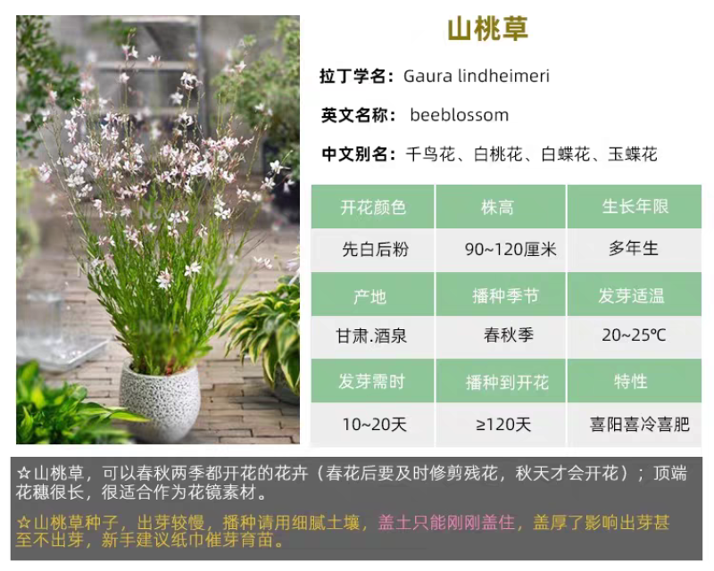 山桃草厂家货源批发价格全国发货价格便宜欢迎下单咨询